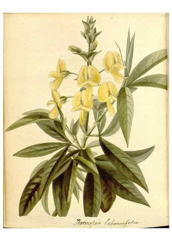 Reproducción/Reproduction 48782426263: The botanical cabinet. London :John & Arthur Arch ...,1817-1833.. 