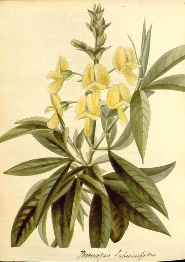 Reproducción/Reproduction 48782426263: The botanical cabinet. London :John & Arthur Arch ...,1817-1833.. 