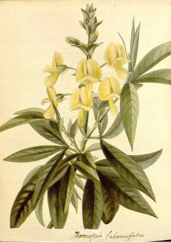 Reproducción/Reproduction 48782426263: The botanical cabinet. London :John & Arthur Arch ...,1817-1833.. 