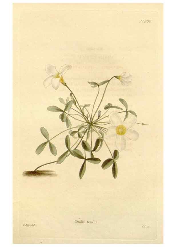 Reproducción/Reproduction 48782426743: The botanical cabinet. London :John & Arthur Arch ...,1817-1833.. 