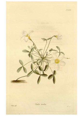 Reproducción/Reproduction 48782426743: The botanical cabinet. London :John & Arthur Arch ...,1817-1833.. 
