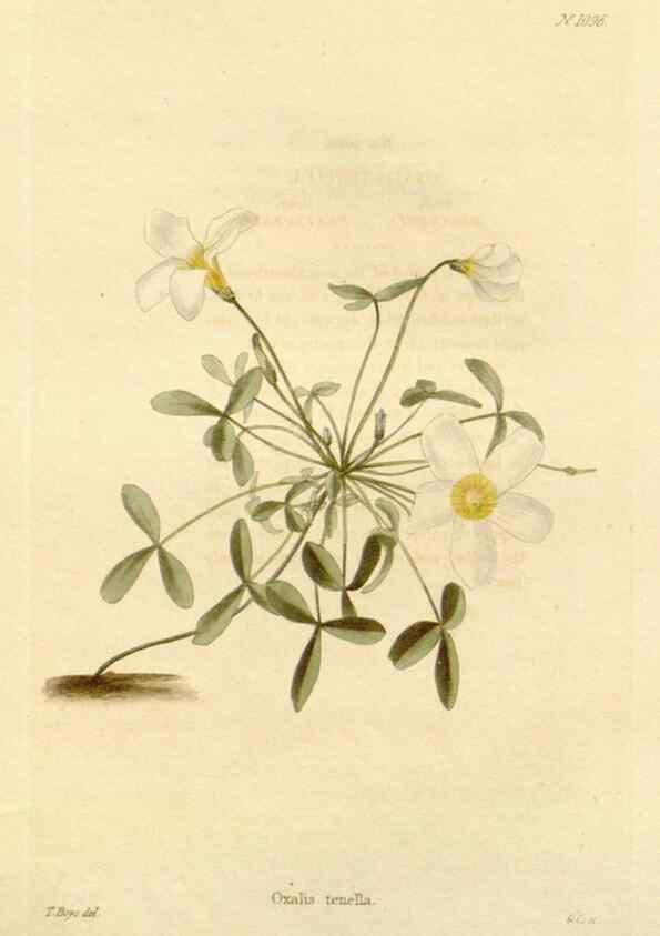 Reproducción/Reproduction 48782426743: The botanical cabinet. London :John & Arthur Arch ...,1817-1833.. 