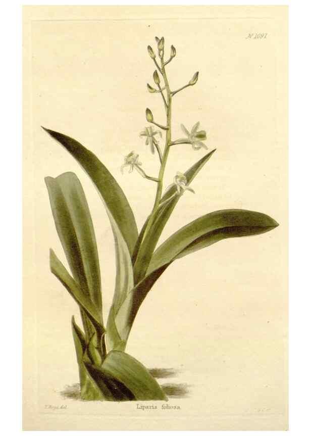 Reproducción/Reproduction 48782792921: The botanical cabinet. London :John & Arthur Arch ...,1817-1833.. 