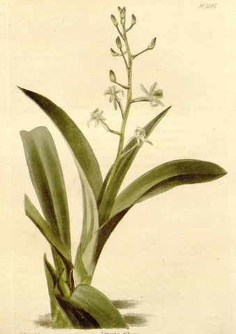 Reproducción/Reproduction 48782792921: The botanical cabinet. London :John & Arthur Arch ...,1817-1833.. 
