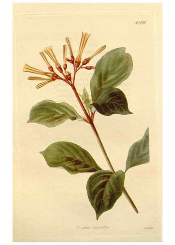Reproducción/Reproduction 48782793356: The botanical cabinet. London :John & Arthur Arch ...,1817-1833.. 