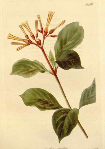 Reproducción/Reproduction 48782793356: The botanical cabinet. London :John & Arthur Arch ...,1817-1833.. 