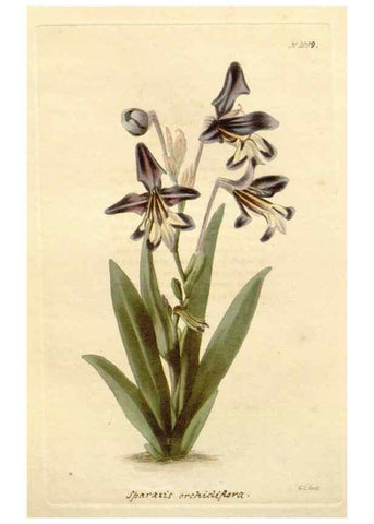 Reproducción/Reproduction 48782428208: The botanical cabinet. London :John & Arthur Arch ...,1817-1833.. 