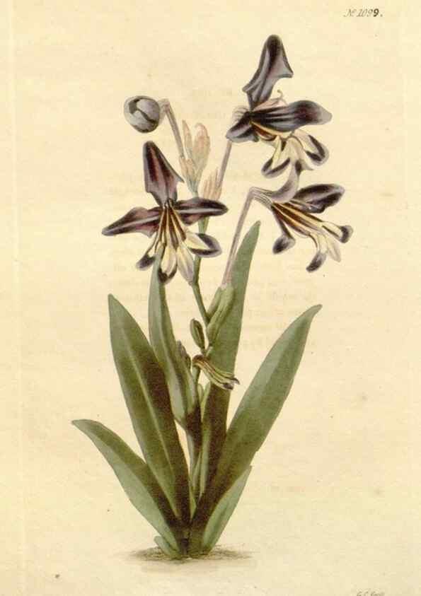Reproducción/Reproduction 48782428208: The botanical cabinet. London :John & Arthur Arch ...,1817-1833.. 