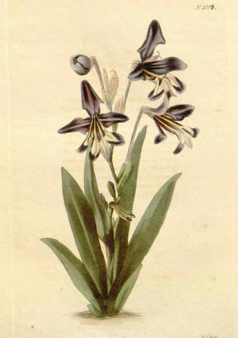 Reproducción/Reproduction 48782428208: The botanical cabinet. London :John & Arthur Arch ...,1817-1833.. 