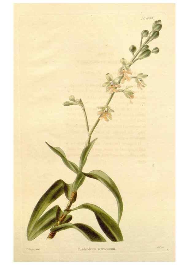 Reproducción/Reproduction 48782421133: The botanical cabinet. London :John & Arthur Arch ...,1817-1833.. 