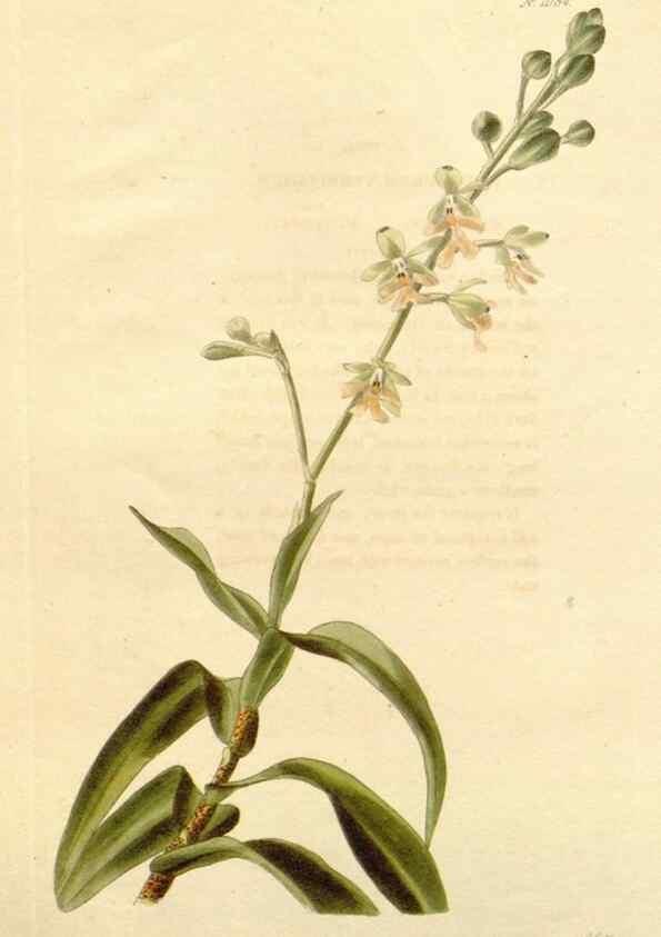 Reproducción/Reproduction 48782421133: The botanical cabinet. London :John & Arthur Arch ...,1817-1833.. 
