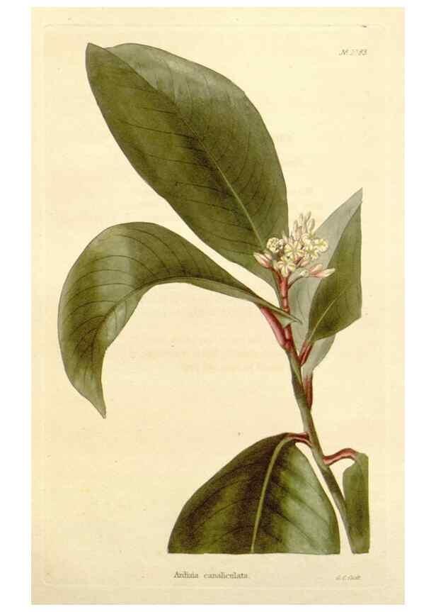 Reproducción/Reproduction 48782785916: The botanical cabinet. London :John & Arthur Arch ...,1817-1833.. 