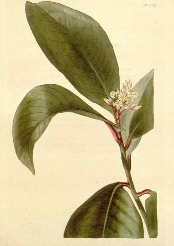Reproducción/Reproduction 48782785916: The botanical cabinet. London :John & Arthur Arch ...,1817-1833.. 