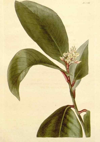 Reproducción/Reproduction 48782785916: The botanical cabinet. London :John & Arthur Arch ...,1817-1833.. 