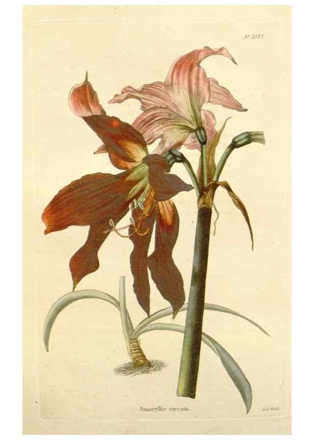 Reproducción/Reproduction 48782952527: The botanical cabinet. London :John & Arthur Arch ...,1817-1833.. 