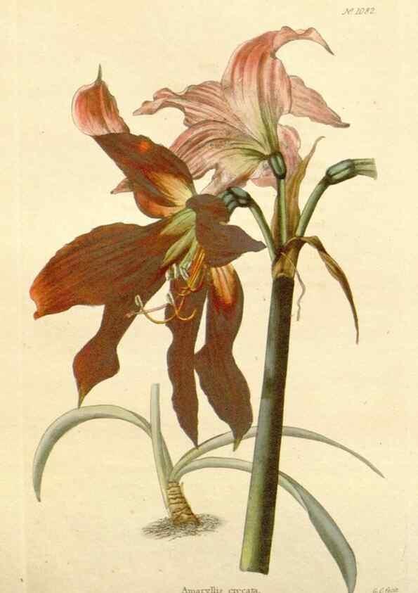Reproducción/Reproduction 48782952527: The botanical cabinet. London :John & Arthur Arch ...,1817-1833.. 