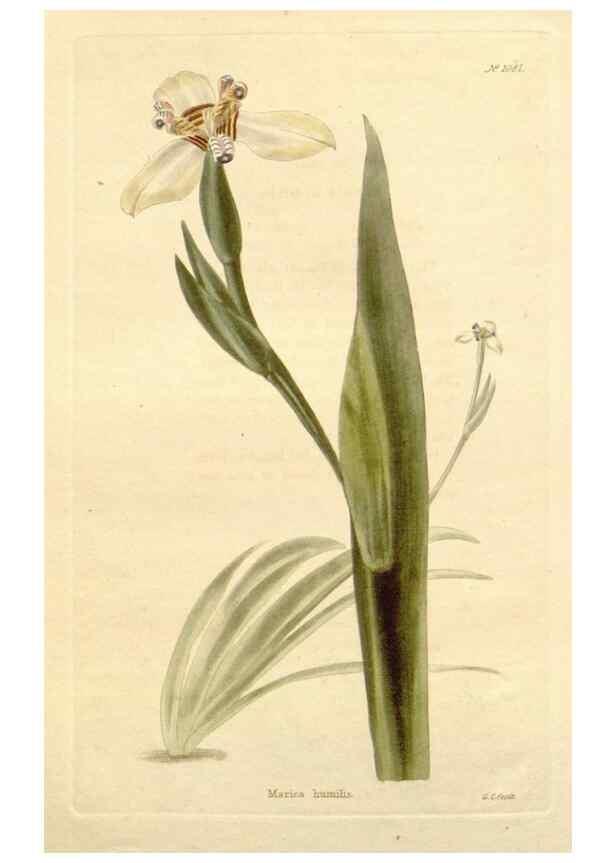 Reproducción/Reproduction 48782951092: The botanical cabinet. London :John & Arthur Arch ...,1817-1833.. 