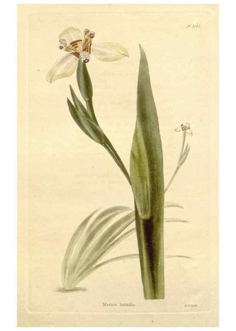 Reproducción/Reproduction 48782951092: The botanical cabinet. London :John & Arthur Arch ...,1817-1833.. 