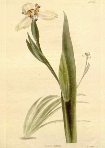 Reproducción/Reproduction 48782951092: The botanical cabinet. London :John & Arthur Arch ...,1817-1833.. 