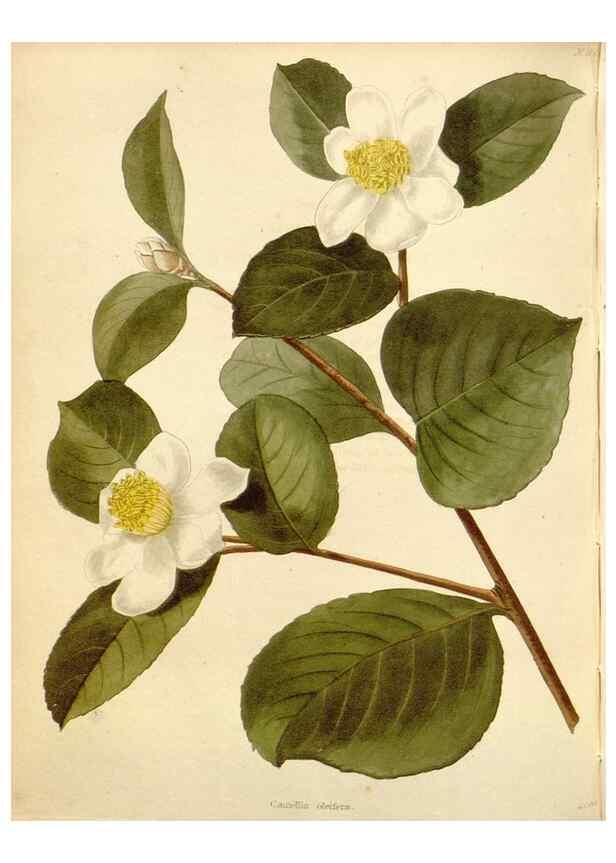Reproducción/Reproduction 48782408783: The botanical cabinet. London :John & Arthur Arch ...,1817-1833.. 