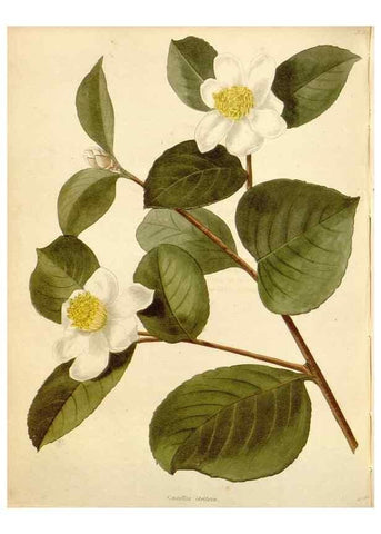Reproducción/Reproduction 48782408783: The botanical cabinet. London :John & Arthur Arch ...,1817-1833.. 