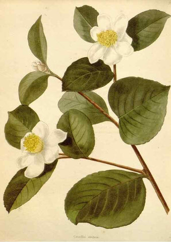 Reproducción/Reproduction 48782408783: The botanical cabinet. London :John & Arthur Arch ...,1817-1833.. 