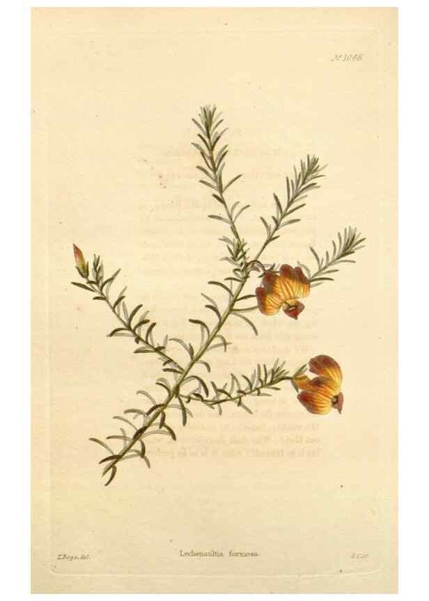Reproducción/Reproduction 48782774881: The botanical cabinet. London :John & Arthur Arch ...,1817-1833.. 