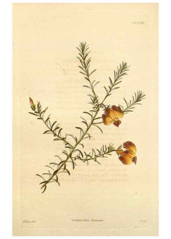Reproducción/Reproduction 48782774881: The botanical cabinet. London :John & Arthur Arch ...,1817-1833.. 
