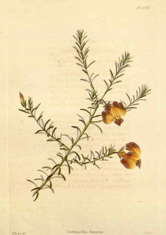 Reproducción/Reproduction 48782774881: The botanical cabinet. London :John & Arthur Arch ...,1817-1833.. 