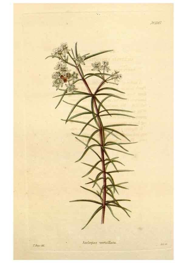 Reproducción/Reproduction 48782775366: The botanical cabinet. London :John & Arthur Arch ...,1817-1833.. 