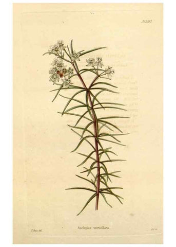 Reproducción/Reproduction 48782775366: The botanical cabinet. London :John & Arthur Arch ...,1817-1833.. 