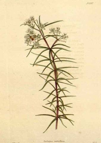 Reproducción/Reproduction 48782775366: The botanical cabinet. London :John & Arthur Arch ...,1817-1833.. 