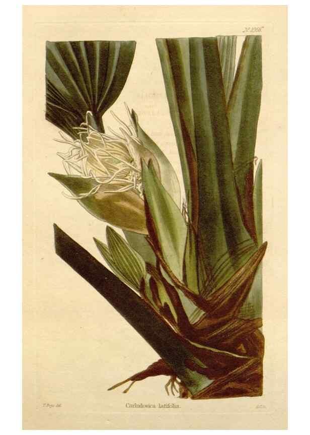 Reproducción/Reproduction 48782942837: The botanical cabinet. London :John & Arthur Arch ...,1817-1833.. 