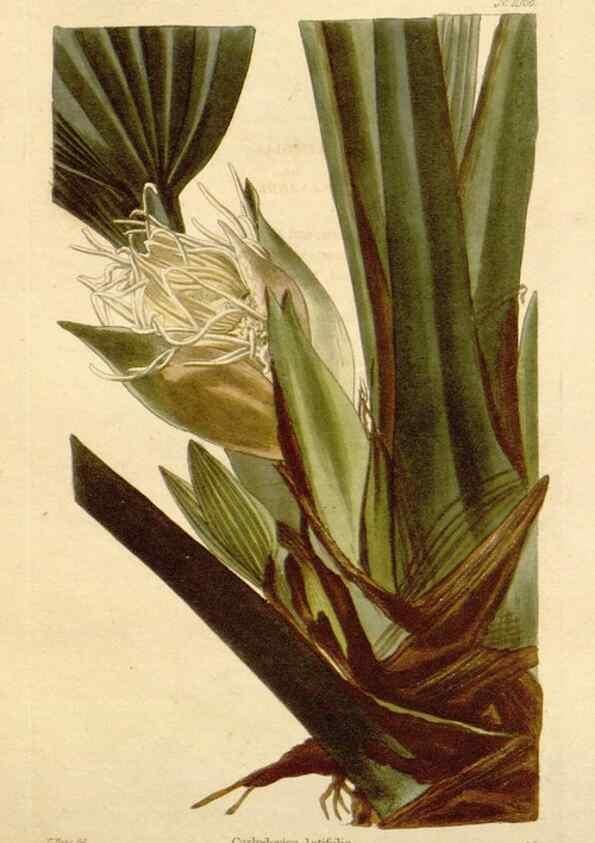 Reproducción/Reproduction 48782942837: The botanical cabinet. London :John & Arthur Arch ...,1817-1833.. 