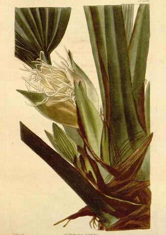 Reproducción/Reproduction 48782942837: The botanical cabinet. London :John & Arthur Arch ...,1817-1833.. 