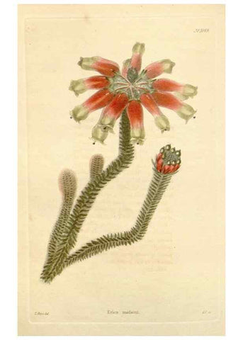 Reproducción/Reproduction 48782943312: The botanical cabinet. London :John & Arthur Arch ...,1817-1833.. 