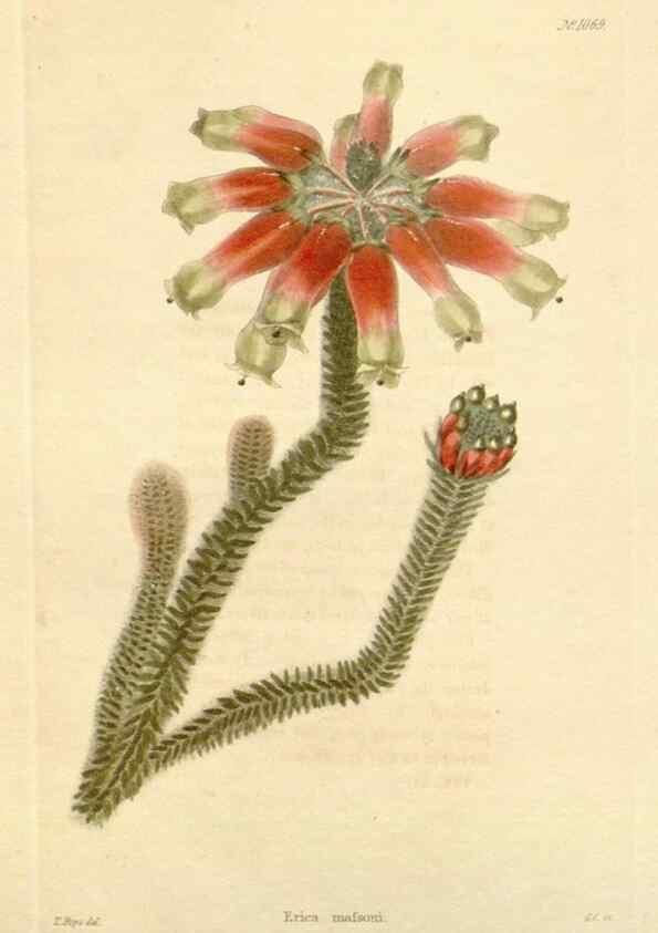 Reproducción/Reproduction 48782943312: The botanical cabinet. London :John & Arthur Arch ...,1817-1833.. 