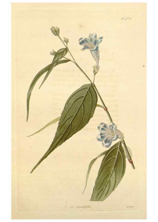Reproducción/Reproduction 48782943842: The botanical cabinet. London :John & Arthur Arch ...,1817-1833.. 