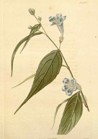 Reproducción/Reproduction 48782943842: The botanical cabinet. London :John & Arthur Arch ...,1817-1833.. 