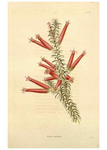 Reproducción/Reproduction 48782411673: The botanical cabinet. London :John & Arthur Arch ...,1817-1833.. 