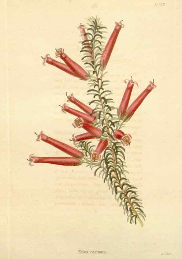 Reproducción/Reproduction 48782411673: The botanical cabinet. London :John & Arthur Arch ...,1817-1833.. 