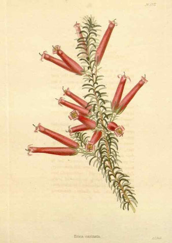 Reproducción/Reproduction 48782411673: The botanical cabinet. London :John & Arthur Arch ...,1817-1833.. 