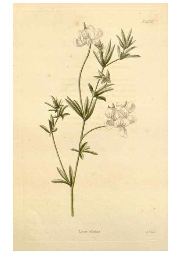 Reproducción/Reproduction 48782940417: The botanical cabinet. London :John & Arthur Arch ...,1817-1833.. 