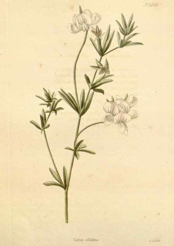 Reproducción/Reproduction 48782940417: The botanical cabinet. London :John & Arthur Arch ...,1817-1833.. 