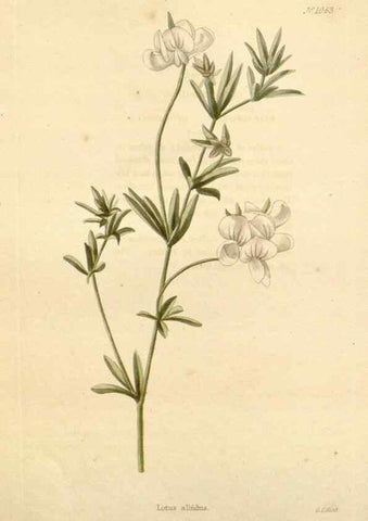 Reproducción/Reproduction 48782940417: The botanical cabinet. London :John & Arthur Arch ...,1817-1833.. 