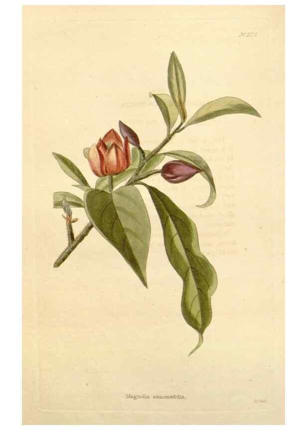 Reproducción/Reproduction 48782944932: The botanical cabinet. London :John & Arthur Arch ...,1817-1833.. 