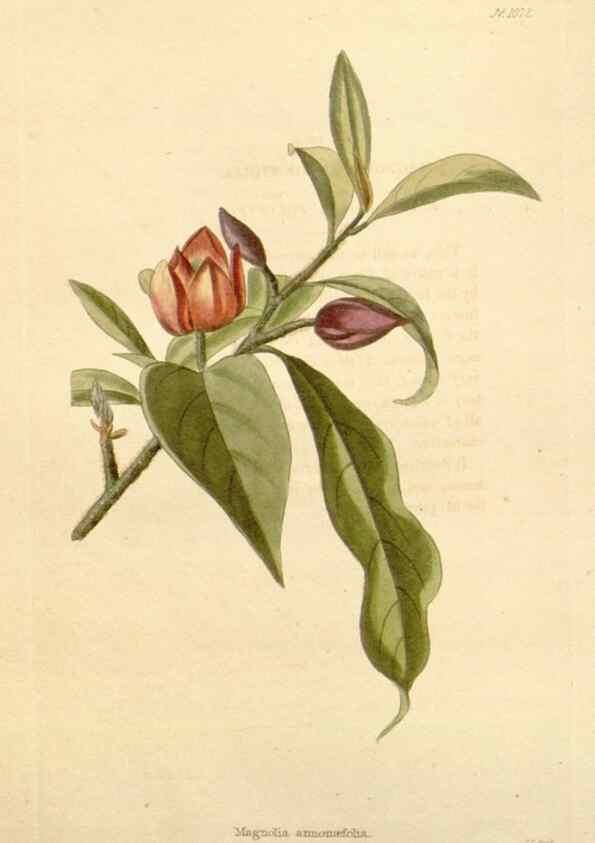 Reproducción/Reproduction 48782944932: The botanical cabinet. London :John & Arthur Arch ...,1817-1833.. 