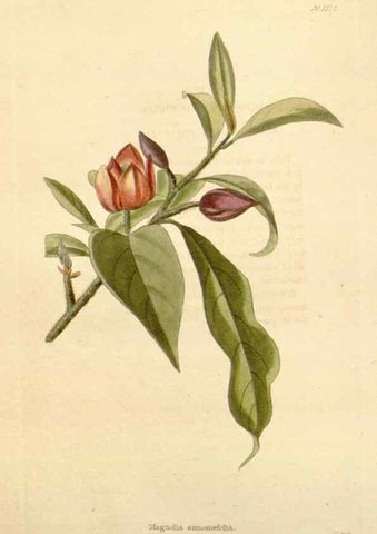 Reproducción/Reproduction 48782944932: The botanical cabinet. London :John & Arthur Arch ...,1817-1833.. 