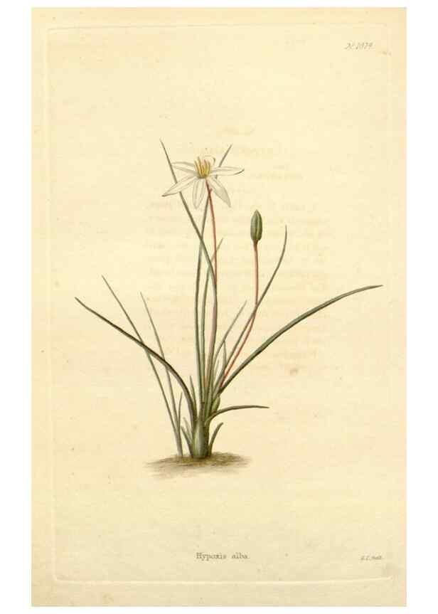 Reproducción/Reproduction 48782415238: The botanical cabinet. London :John & Arthur Arch ...,1817-1833.. 