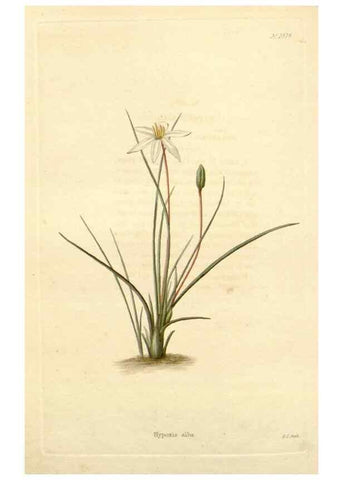 Reproducción/Reproduction 48782415238: The botanical cabinet. London :John & Arthur Arch ...,1817-1833.. 